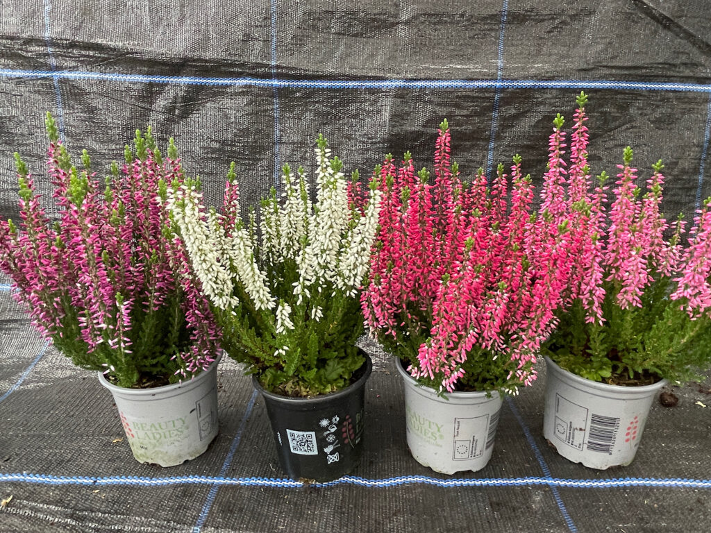 Everglades Nurseries