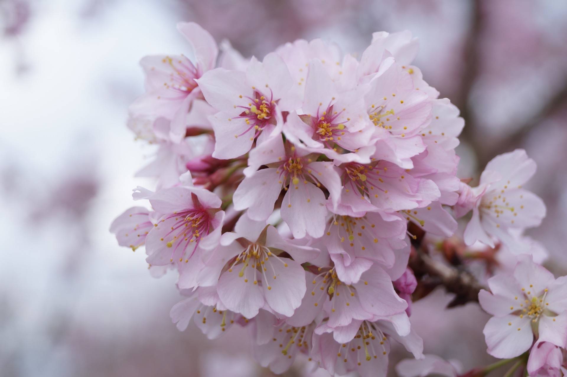 Common Flowering Cherry – Prunus incisa ‘Cunera’ – Everglades Nurseries