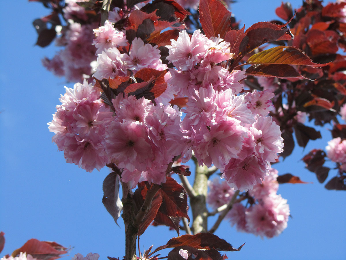 Japanese Flowering Cherry – Prunus serrulata 'Royal Burgundy' – Everglades  Nurseries