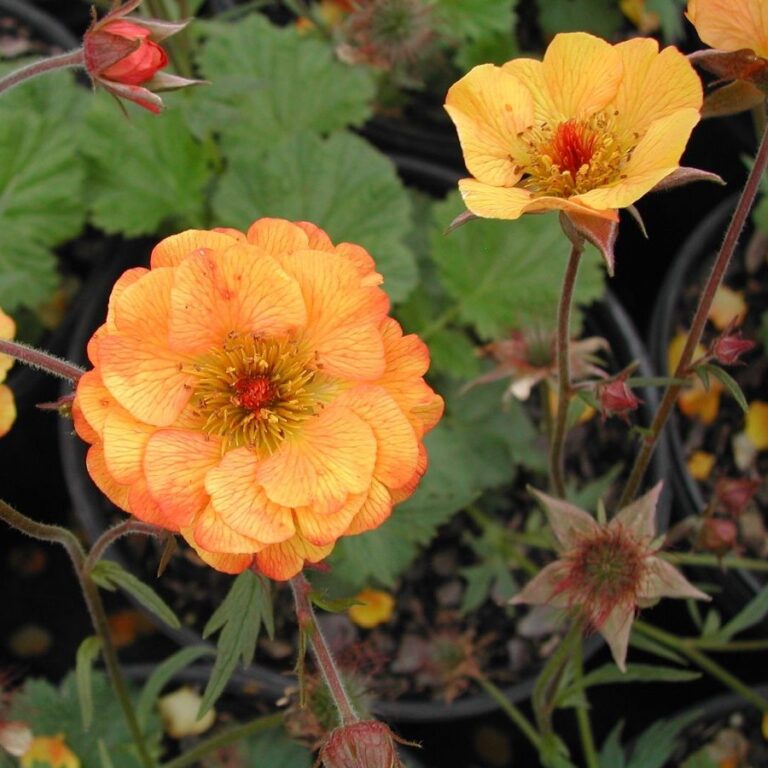 Geum ‘Mango Lassi’ – Everglades Nurseries