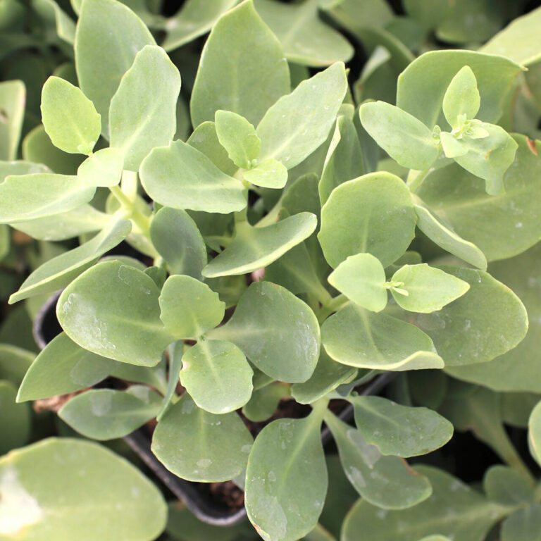 Sedum spectabile ‘Stardust’ – Everglades Nurseries