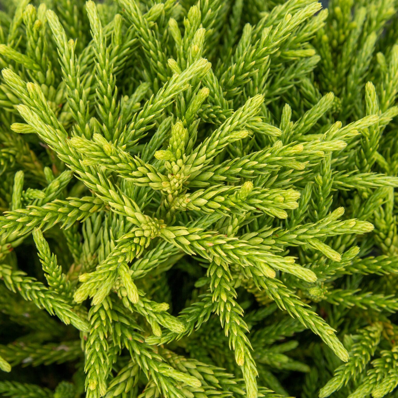 Cryptomeria japonica ‘Little Champion’ 1/2 Standard – Everglades Nurseries