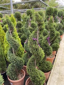 Cupressus leylandii Spiral – Everglades Nurseries