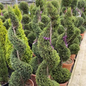 Cupressus leylandii ‘Blue Jeans’ 2 Balls – Everglades Nurseries