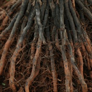 Bare Root Hedging (Available from November-March)