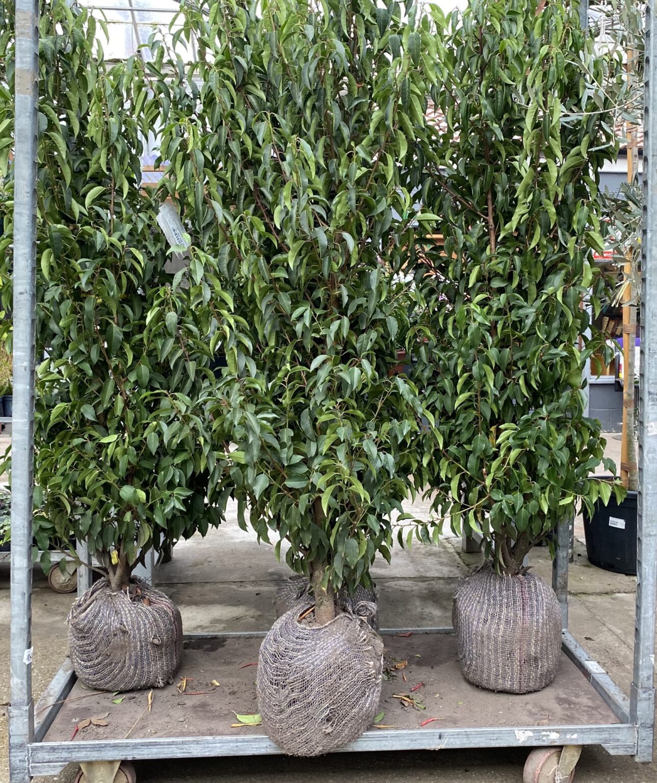 Portuguese Laurel Prunus lusitanica ‘Angustifolia’ Everglades Nurseries
