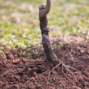 Bare Root Trees (Available from November-March)