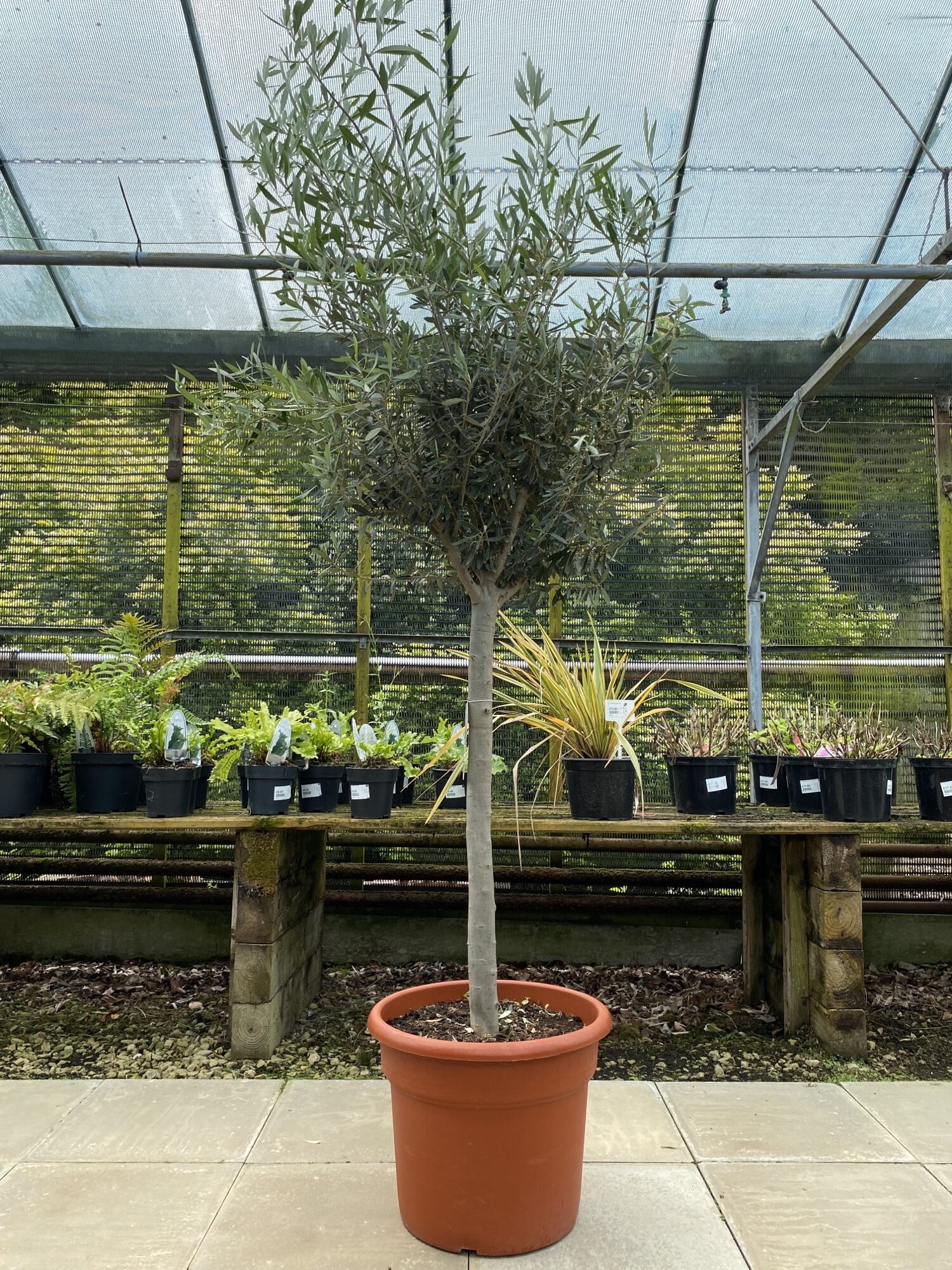 Olive Tree 1/2 Standard – Olea europaea – Everglades Nurseries