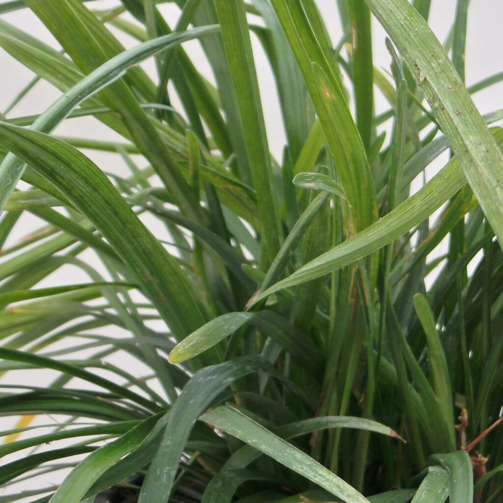 Liriope Big Blue