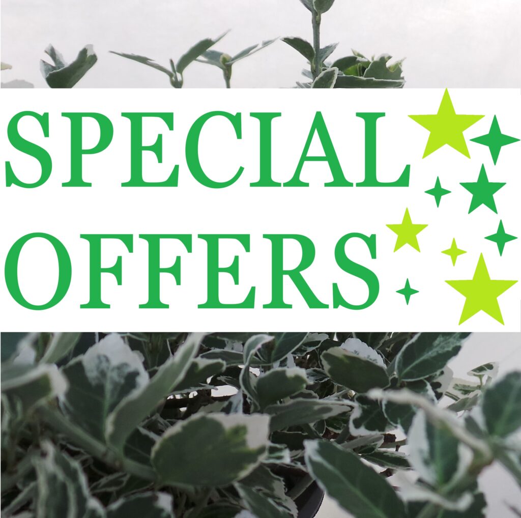 Everglades Nurseries