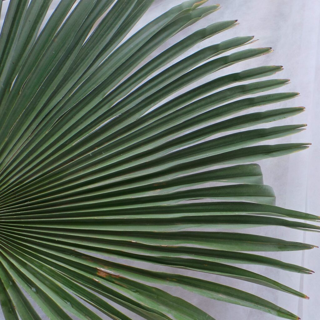 Everglades Nurseries