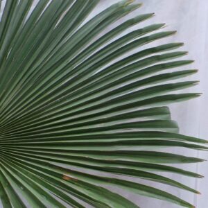 Palms