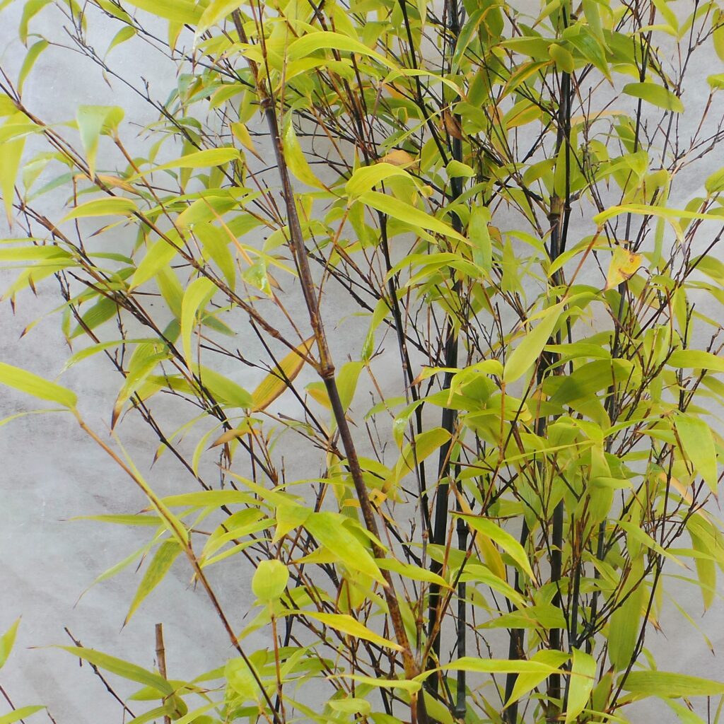 Everglades Nurseries